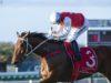 Free expert tips for Sunshine Coast horse racing today. Preview, best bets & predictions for Sunshine Coast Racecourse on Sunday, 6 August 2023.