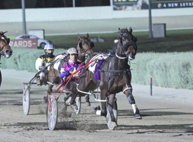 harness racing odds