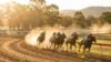 Dubbo Country Championships racing